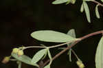 Pine barren frostweed